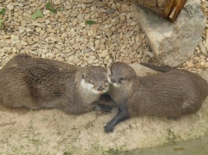 Otters who love each other